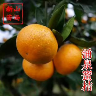 【早熟宫川蜜桔苗】无核黄岩涌泉蜜橘中熟本地早温州蜜柑橘子树苗