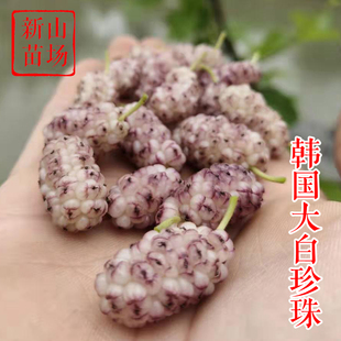 【白珍珠桑】韩国大白珍珠新品种白玉王嫁接果桑椹桑葚树苗盆栽