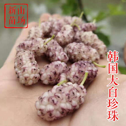 【白珍珠桑】韩国大白珍珠新品种白玉王嫁接果桑椹桑葚树苗盆栽