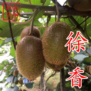 【徐香猕猴桃苗】9月绿肉简单易管理适合新手种奇异果猕猴桃树苗