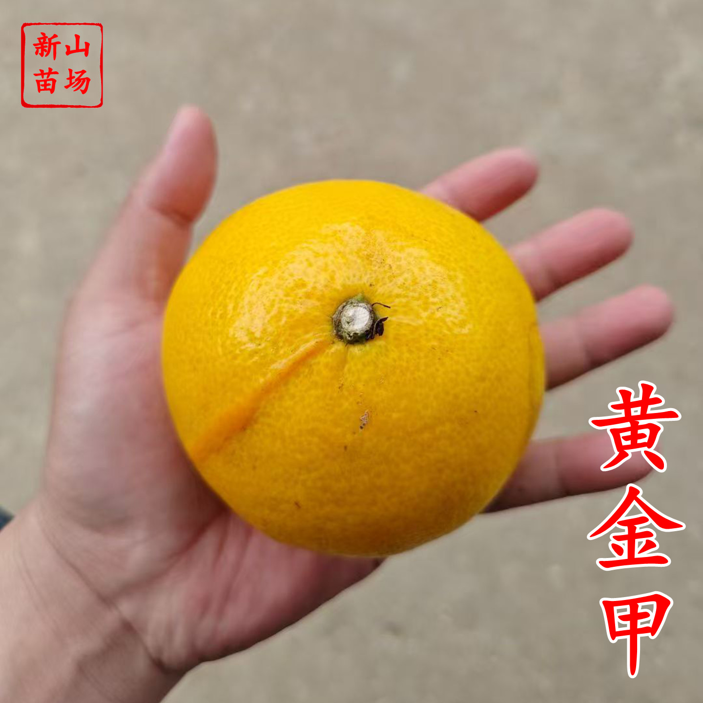 【黄金甲桔苗】黄金甲美人橙桔苗嘎嘣脆阳光一号桔苗柑桔新品种,鲜花速递/花卉仿真/绿植园艺,果树,淘宝优惠券,粉丝福利购,淘宝优惠卷