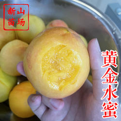 【奉化黄金水蜜桃苗】金玉露宁波桃研究所新品种中熟黄桃子树苗