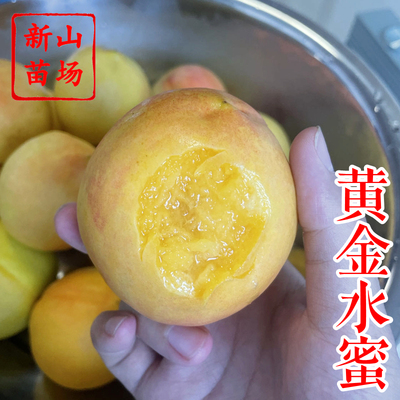 【奉化黄金水蜜桃苗】金玉露宁波桃研究所新品种中熟黄桃子树苗