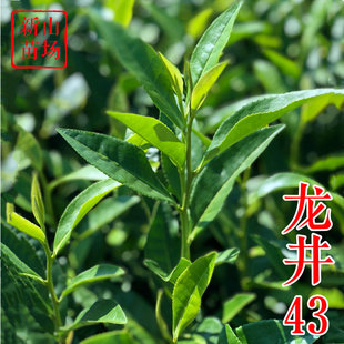 龙井43茶苗树种茶叶树苗西湖龙井茶苗绿茶茶叶苗西湖北方南方种植