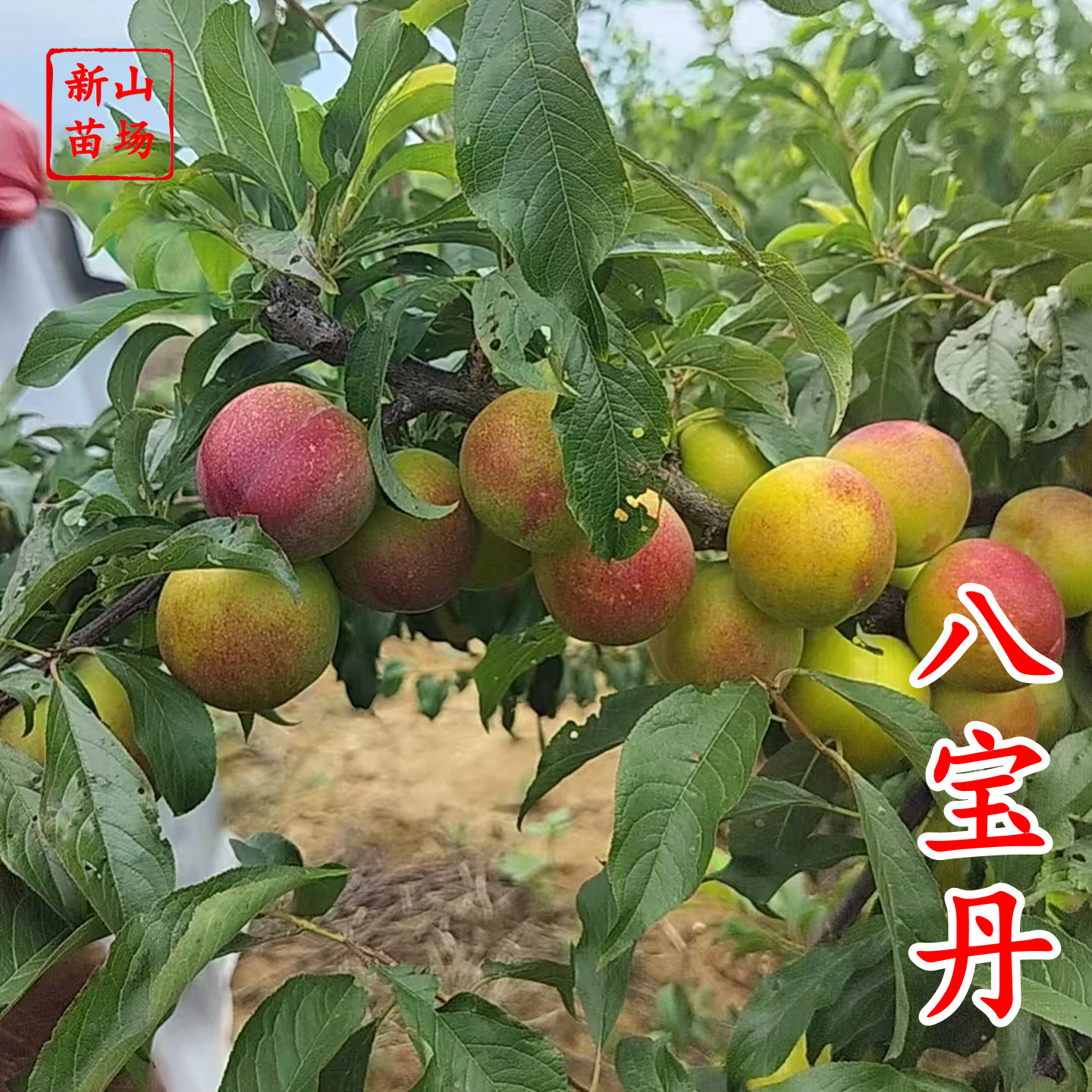 【八宝丹李苗】早熟黄肉小红宝石李苗脆甜丰产离核易管理李子树苗