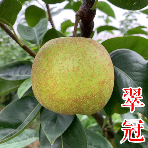 梨苗新山苗场秋月早熟种植早熟