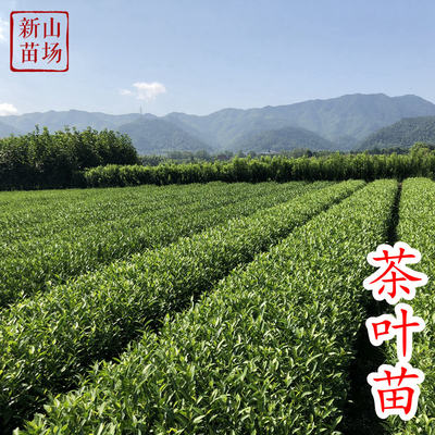 南方种植茶叶苗绿茶包邮