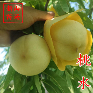 【日本桃水桃苗】8月初280克晚熟新品种八月桃子树苗浙江新山苗场