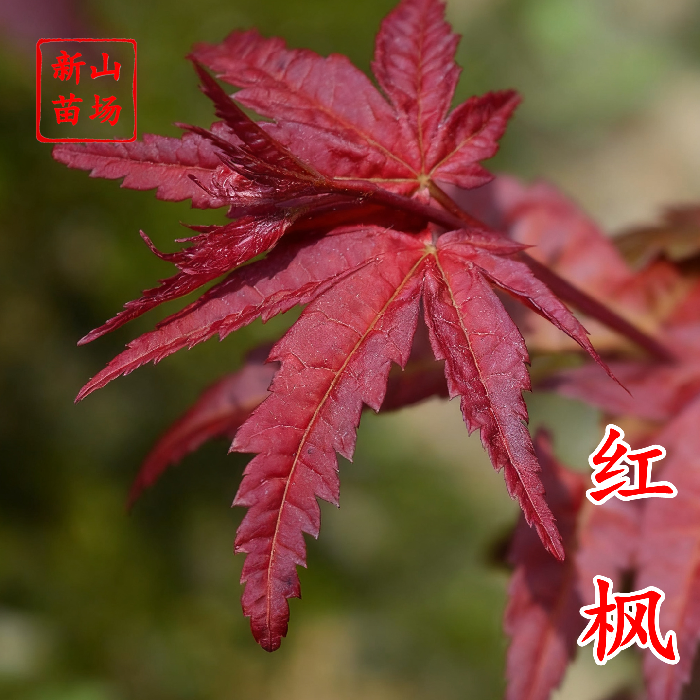 红枫日本落叶枫树中国红枫