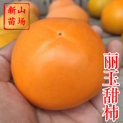 【丽玉甜柿苗】新品巧克力甜柿首尔002红宝石巧克力脆甜柿子树苗