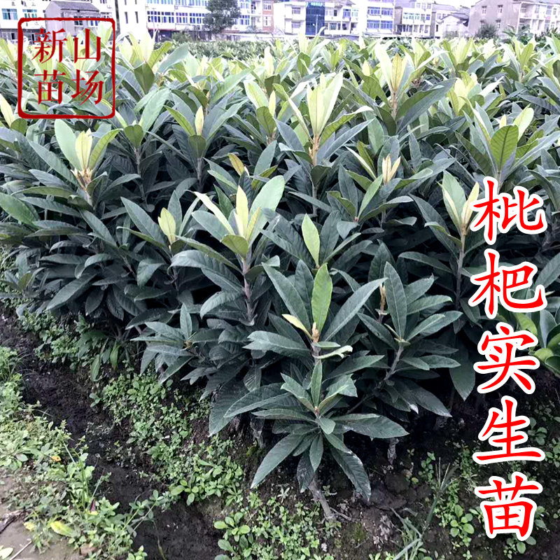 浙江枇杷实生苗草苗原生