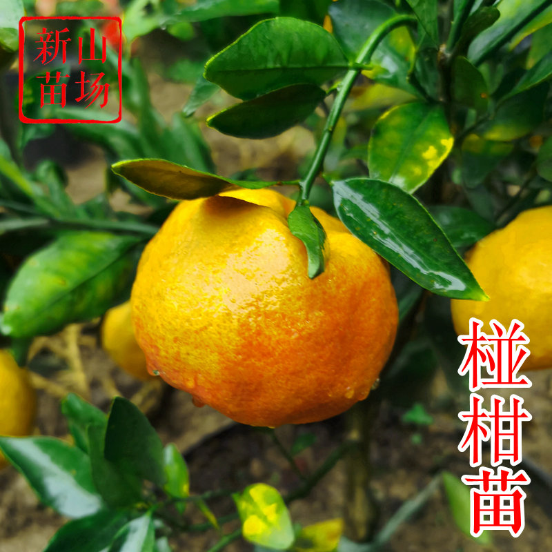 【椪柑桔苗】抗冻 耐放芦柑老品种无籽碰柑适合新手种橘子树苗