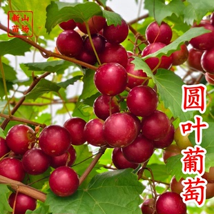【圆叶葡萄苗】格威尔红宝石欧麦薇红莓无核麝香圆叶葡萄苗