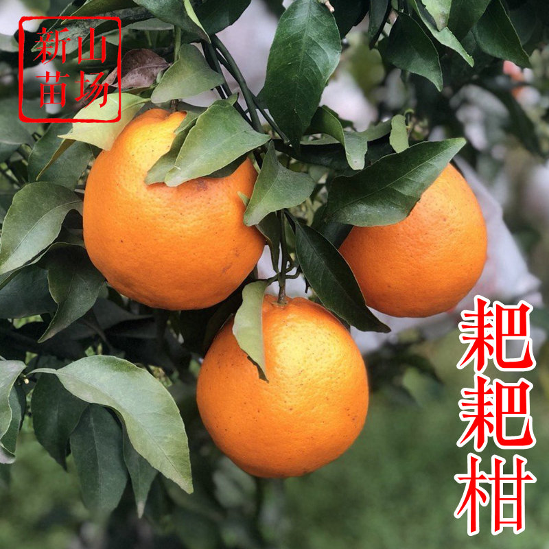 【春见耙耙柑桔苗】晚熟丑橘盆栽地栽大雅柑四川粑粑柑橘桔子树苗