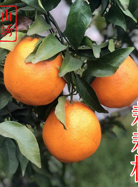 【春见耙耙柑桔苗】晚熟丑橘盆栽地栽大雅柑四川粑粑柑橘桔子树苗