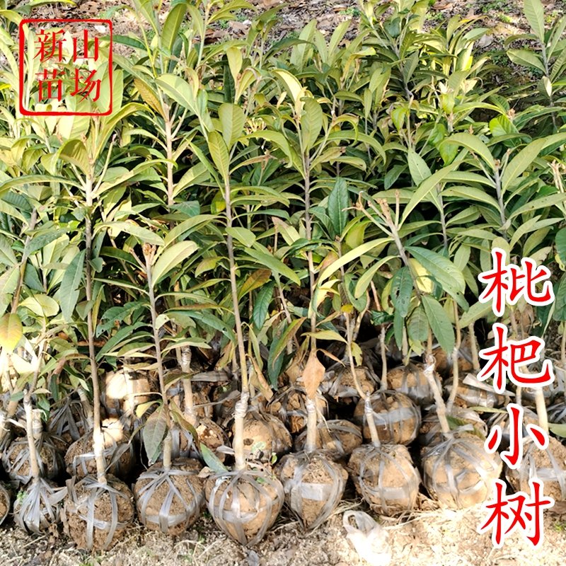 嫁接特大带土球当年结果枇杷苗