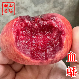 【金陵血蟠桃苗】红肉新品种红心早熟血桃6月5月C25血蟠桃子树苗