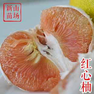 【红心柚苗】 耐寒广丰马家柚新品种红肉柚香泡抛柑橘柚子树苗