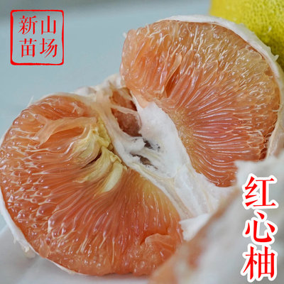 【红心柚苗】 耐寒广丰马家柚新品种红肉柚香泡抛柑橘柚子树苗