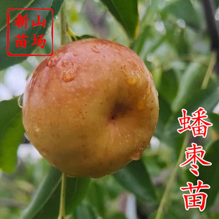 【蟠枣油蟠粹枣龙蟠枣树苗】龙蟠枣新品种扁枣油蟠脆枣树苗蟠枣苗