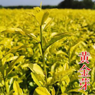 正宗浙江余姚黄金芽茶苗茶叶树苗宁波南北方种植盆栽绿茶室内四季