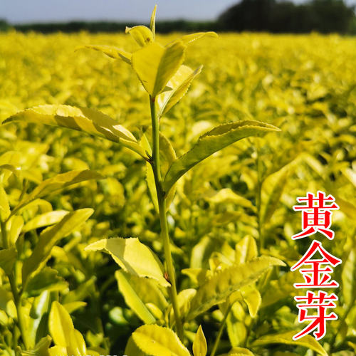 正宗浙江余姚黄金芽茶叶宁波茶苗