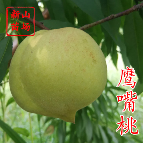 鹰嘴桃桃树新山苗场包邮一年苗
