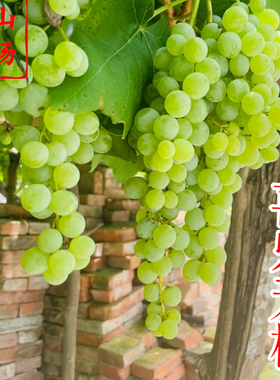 【喜乐无核葡萄苗】抗病好管理简单希姆劳特露天天然无核葡萄树苗