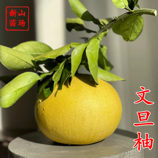 【文旦柚苗】浙江玉环文旦早熟文丹早玉文旦白肉扁平水蜜柚子树苗