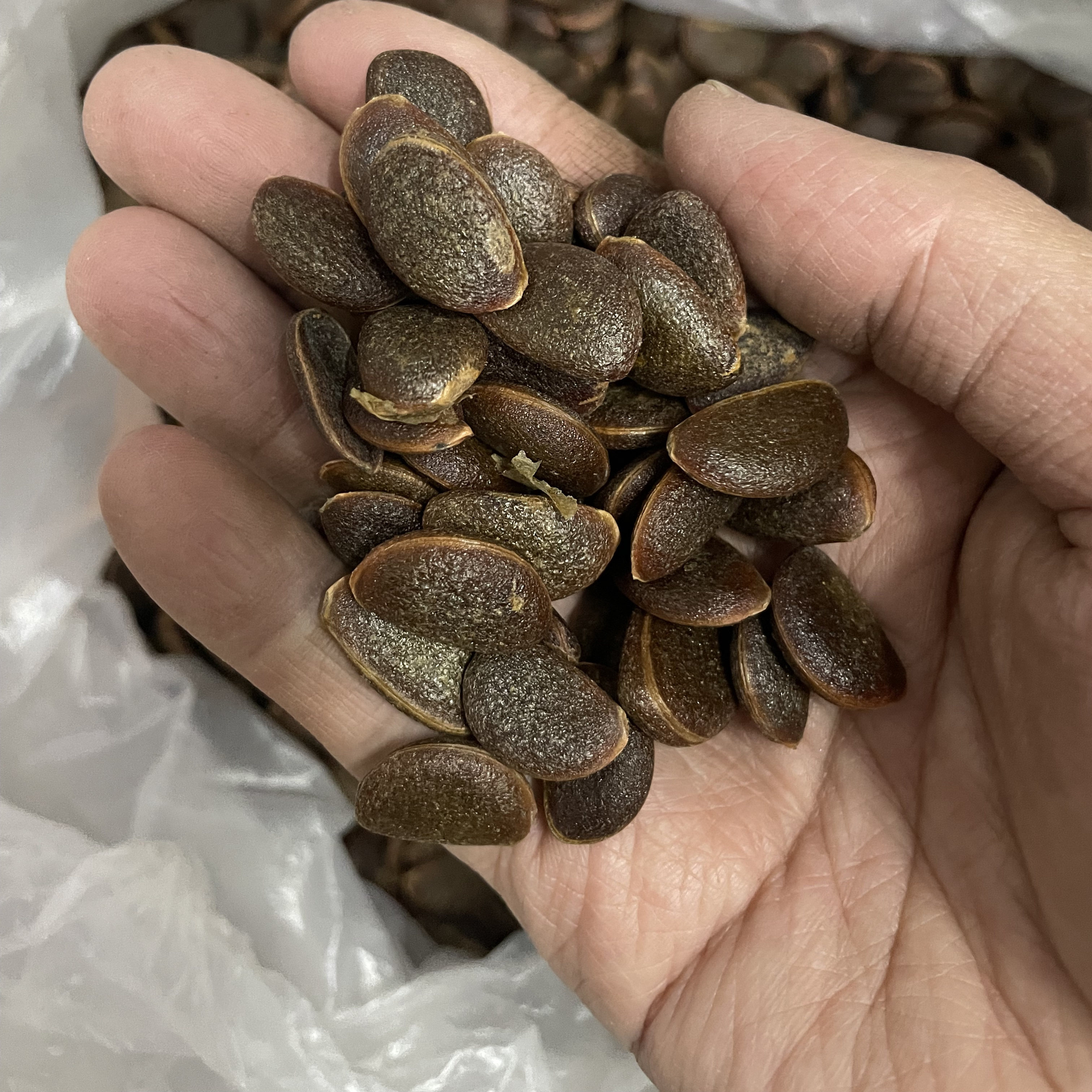 【柿子种子】 小果甜柿浙江野柿嫁接太秋甜柿鸟柿专用砧木种子