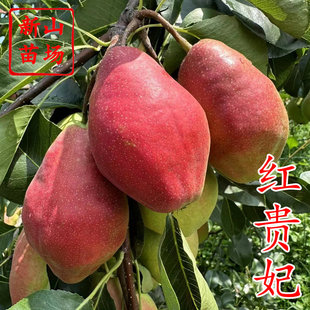 【红贵妃梨苗】新品种红香酥早酥红梨彩虹梨树苗盆栽地栽