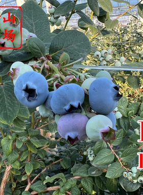 【L11蓝莓苗】中熟大果2年3年带土浙江露天盆栽树苗营养杯钵苗