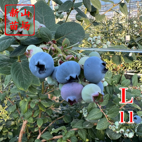 【L11蓝莓苗】中熟大果2年3年带土浙江露天盆栽树苗营养杯钵苗