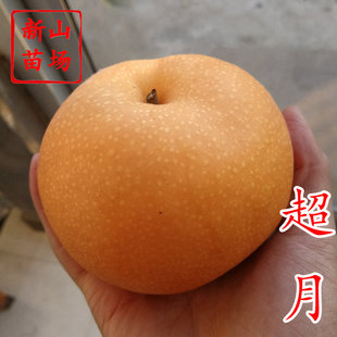 【超月梨苗】新品种品质媲美秋月抗木栓口感好大果创造新华梨树苗
