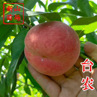 【台农桃苗】低冷量广东广西种台农夏蜜春丰红玉铃2347号桃子树苗