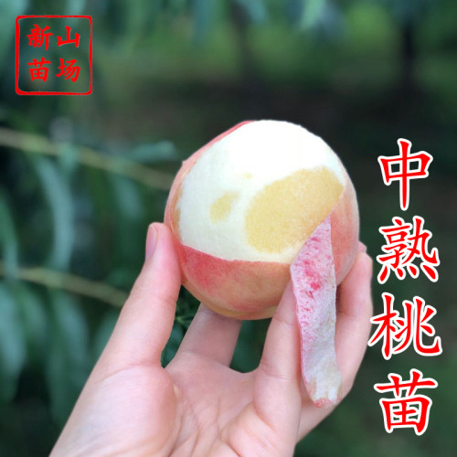 中熟水蜜桃苗正宗奉化无锡嫁接