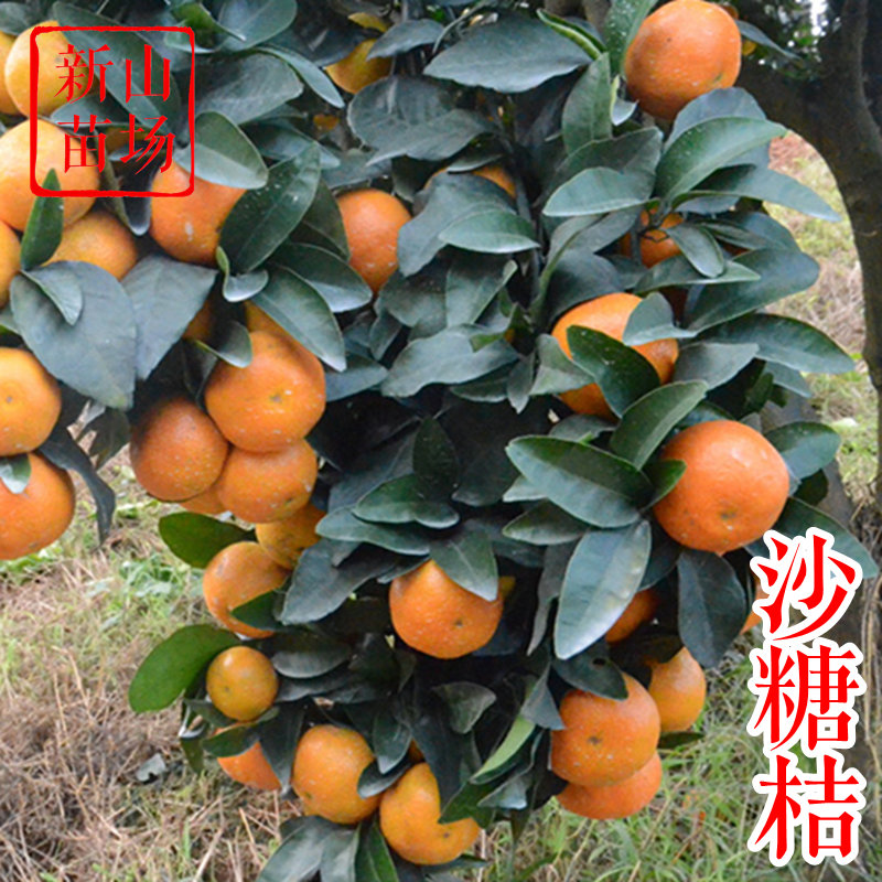 【沙糖桔苗】砂糖橘老砂糖桔无核荔浦沙糖桔12月小果柑橘子树苗