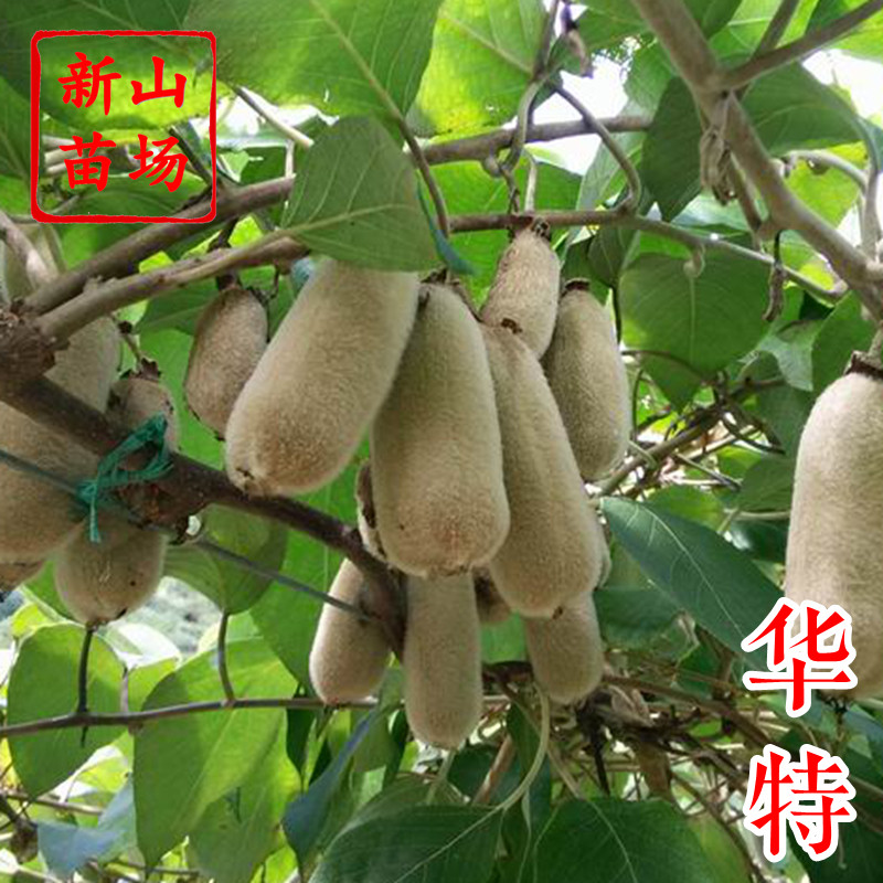 【华特猕猴桃苗】白毛花抗病即食好养晚熟嫁接香甜绿肉猕猴桃苗图片