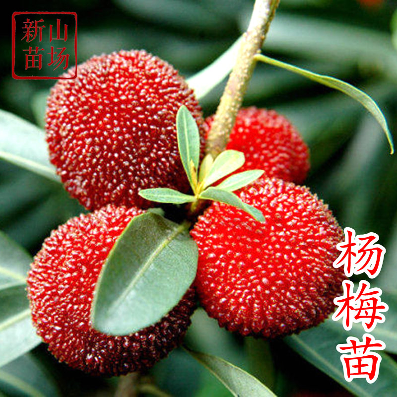 嫁接苗当年结果特大荸荠杨梅包邮