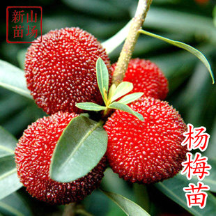 仙居东魁杨梅苗荸荠杨梅树苗包邮南方种嫁接苗当年结果仙居特大四