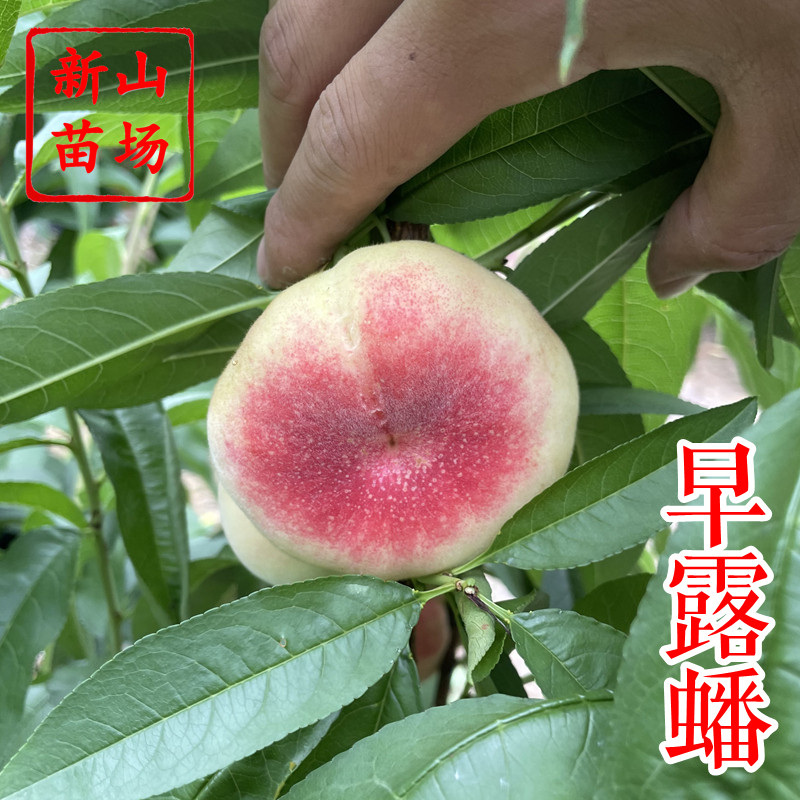【早露蟠桃苗】6月早熟150克免套袋白肉软溶质易管水蜜蟠桃子树苗,鲜花速递/花卉仿真/绿植园艺,果树,淘宝优惠券,粉丝福利购,淘宝优惠卷