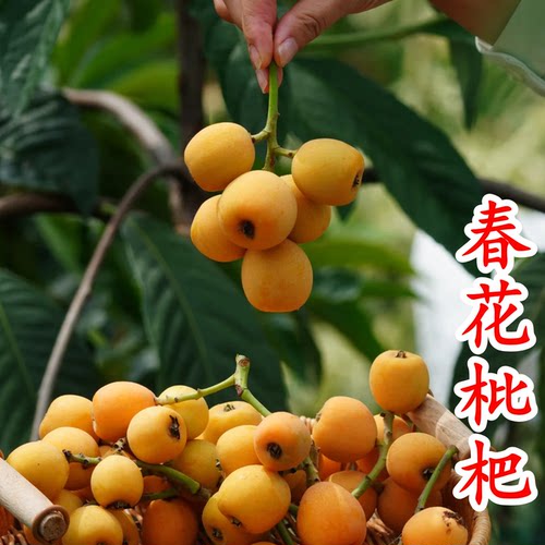 春花枇杷树苗抗寒味甜嫁接