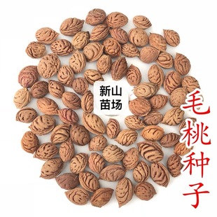 【毛桃桃核】毛桃种子新鲜实生毛桃核胡桃种子可做嫁接毛桃果树种