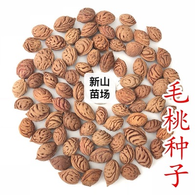 【毛桃桃核】毛桃种子新鲜实生毛桃核胡桃种子可做嫁接毛桃果树种