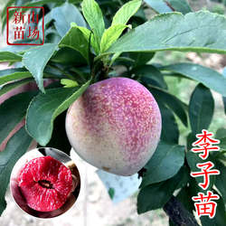 【李子树苗】嵊州桃形李蜂糖李桐乡槜李黑布林红心五月脆奈李苗