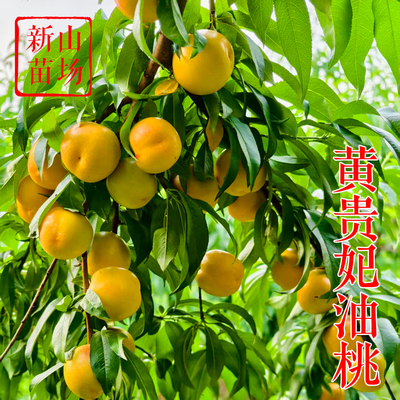 【黄贵妃油桃苗】免套袋纯黄金油桃苗 南北庭院盆栽地栽都能种