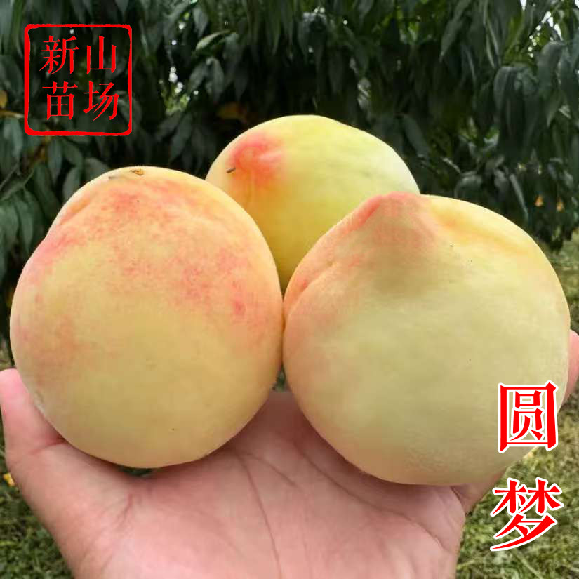 【圆梦桃苗】宁波奉化水蜜桃研究所新品种南北可种水蜜桃子树苗,鲜花速递/花卉仿真/绿植园艺,果树,淘宝优惠券,粉丝福利购,淘宝优惠卷