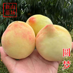 【圆梦桃苗】宁波奉化水蜜桃研究所新品种南北可种水蜜桃子树苗