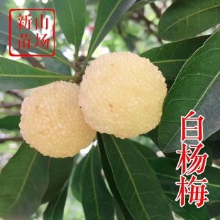 【白杨梅树苗】白沙西山白东魁白梅上虞二都水晶白杨梅树苗