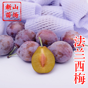 【法兰西西梅苗】新疆西梅代表品种后熟软甜口感香甜西梅树苗